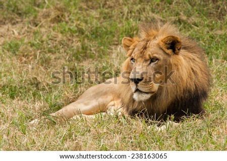 The great King Lion looks patiently as he sits on the grass waiting on his female counterpart to stop by.