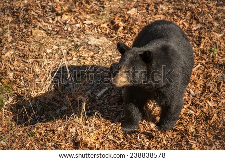 The black bear makes its way through the mountains of Western North Carolina.