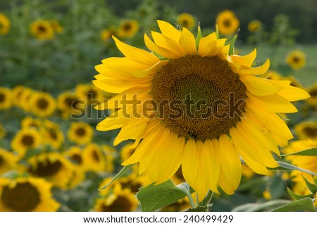 A single sunflower blooming in a field near the Blue Ridge Parkway in Western North Carolina.