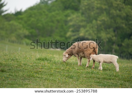 This is an image of mother and baby lambs (Ovis aries) standing on the hillside of a local farm.