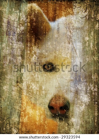 wolf-dog looking through fence with grunge texture