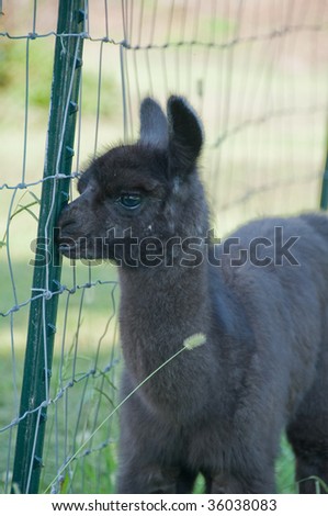 black one week old baby Llama standing by the fence