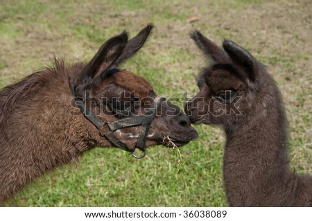 black one week old baby Llama with it\'s mother nose to nose