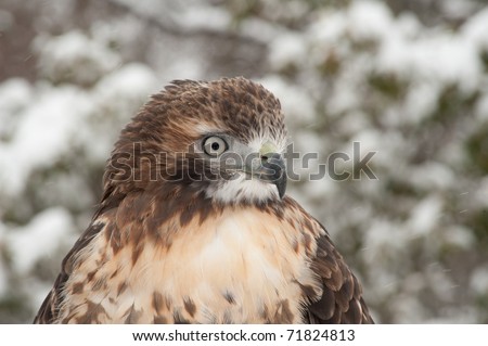 Close up head shot of a red-tailed hawk in the Western North Carolina Mountains with snow in the background on the pine tree.