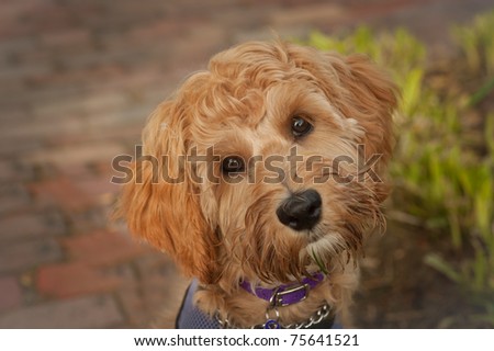 close up face shot of five month old labradoodle looking in the camera with it\'s head turned.