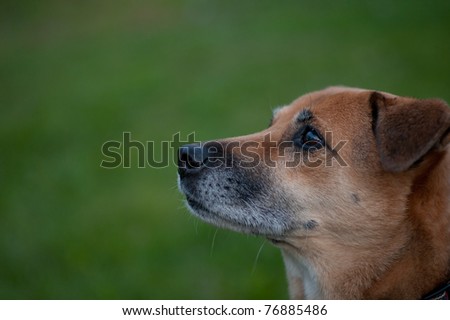 profile image of mature canine looking up. Shows the gray fur on the face and grass in the background