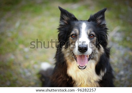 full face image of a tri-colored Border Collie with intense look in the eyes