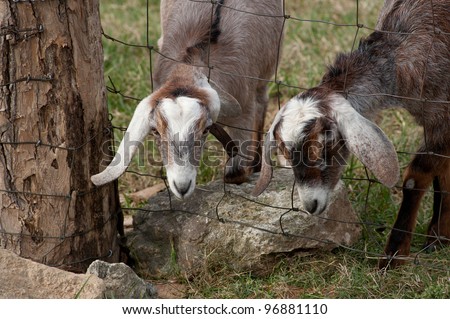 Two brown and white goats eating with it\'s head through the fence depicting that the grass is greener on the other side