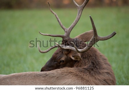 close up image of a large male, wild, elk with his head turned toward his back in the Great Smokey Mountain National Park