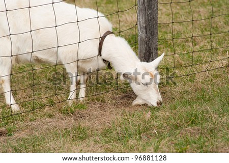 A white goat eating with it\'s head through the fence depicting that the grass is greener on the other side
