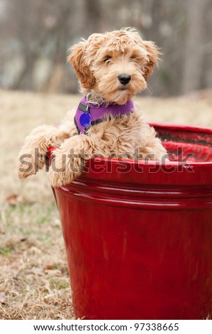 Labradoodle puppy which is part Labrador Retriever and Poodle. It is in a flower pot with paws on the side looking cute.