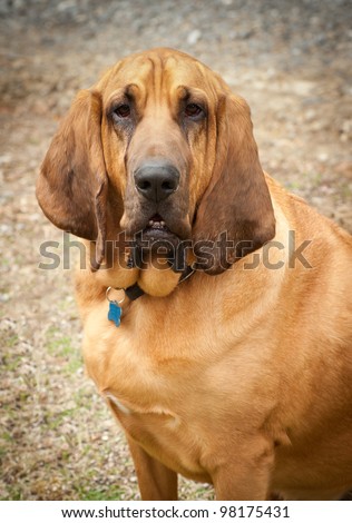 Close up image of a pure bred Blood Hound canine looking at the camera with that sad hound look.