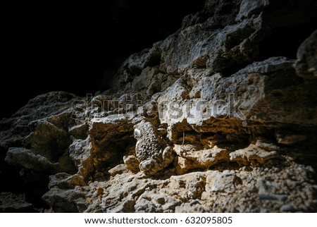 Similar – Image, Stock Photo Toad in flashlight light