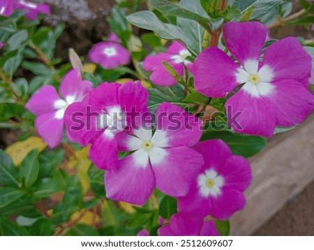 Similar – Image, Stock Photo purple flower with five petals on branch. Some unknown flower in forest in Latvia. grey blurred background.