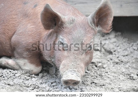 Similar – Foto Bild hellbraunes Schwein blickt dich von unten an