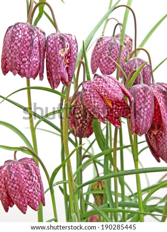 Flowers of the Snake\'s Head Fritillary plant (Fritillaria meleagris) which is native to the UK