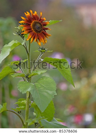 Sunflower (Helianthus Annuus ‘Terracotta’) in late summer UK