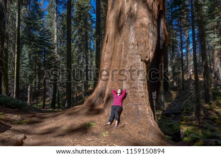female hiker having rest at the bottom of giant tree
Sequoia National Park, California, USA Imagine de stoc © 