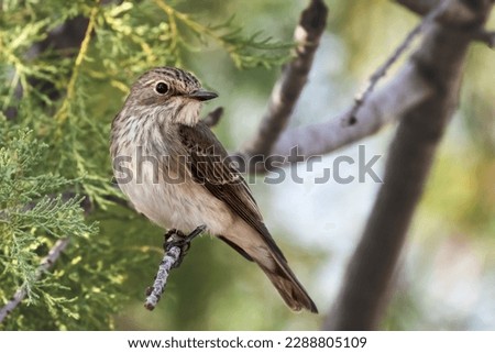 Image, Stock Photo Spotted Flycatcher Portrait