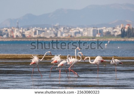 Image, Stock Photo Landscape of Evros river in Greece.