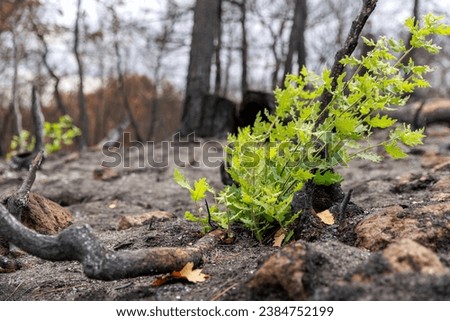 Similar – Foto Bild Nach dem Waldbrand