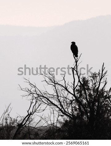 Similar – Image, Stock Photo Hawk sitting on tree branch in forest