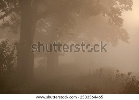 Similar – Image, Stock Photo Oak leaf melancholic and dreary in November