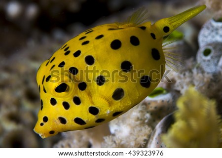 Beautiful juvenile boxfish wandering around the coral reef Foto stock © 