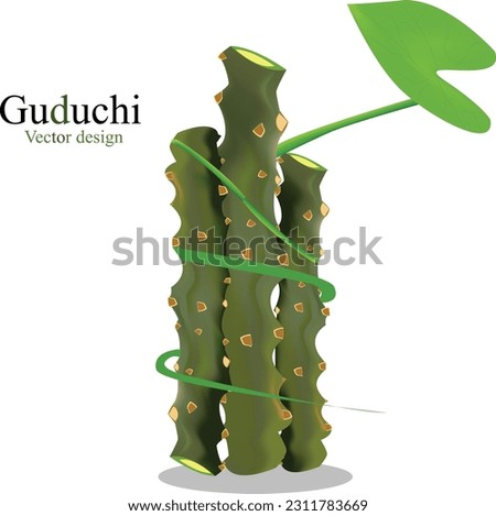 This is guduchi vector design or Heart-leaved moonseed design