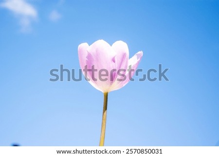 Similar – Image, Stock Photo Delicate pink tulips with stems and leaves on white background. Floral border. Springtime concept. Mother day greeting card. Beauty