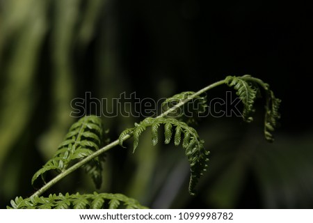 Australia fern, crians  Foto stock © 
