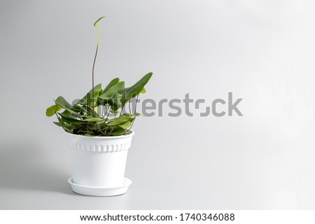 Similar – Image, Stock Photo Fern heart Nature Plant