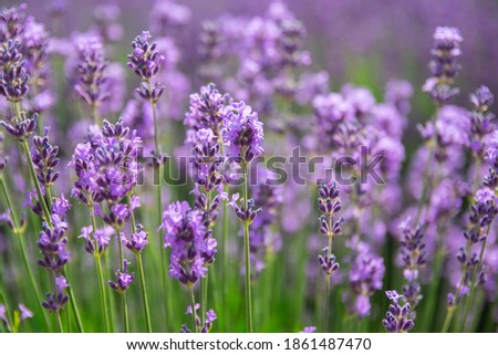 Similar – Image, Stock Photo Purple Lavender Field Closeup