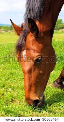 Brown horse feeding on grass detail