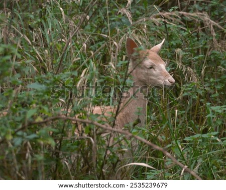 Similar – Image, Stock Photo Albino Deer Forest Nature