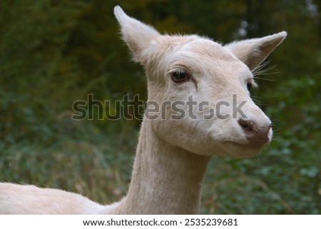 Similar – Image, Stock Photo Albino Deer Forest Nature