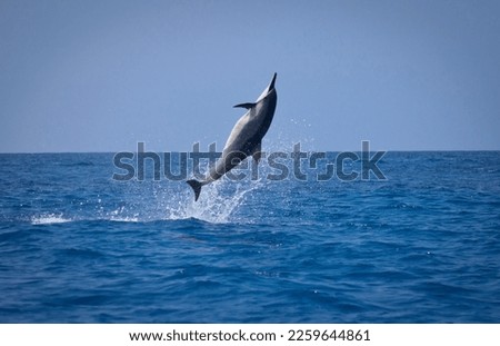 Similar – Image, Stock Photo Spinner dolphin in Hawaii jumps out of the sea