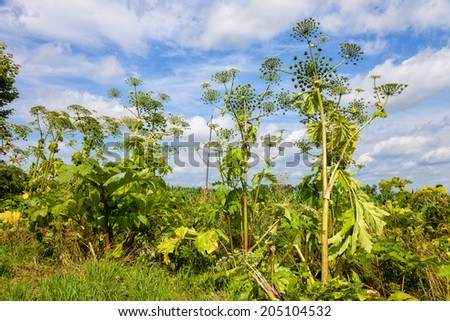 Heracleum sosnowskyi is a flowering plant contain the intense toxic allergen. It is dangerous for humans.