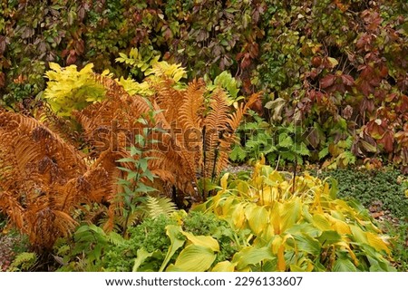 Similar – Foto Bild Herbstlicher Farn im Wald