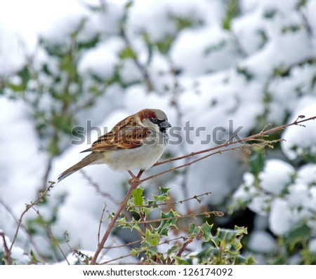 Male House Sparrow perched on holly hedge in snow