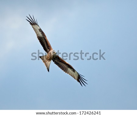 Protected species Red Kite soaring