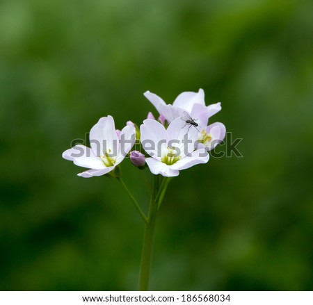 Wild flower Lady\'s Smock or Cuckoo Flower, with insect.