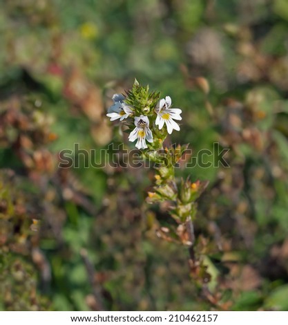 Tiny wild flower Eyebright growing on chalk downland of South Downs in Sussex