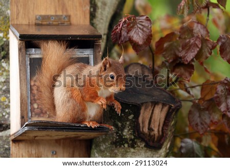Red Squirrel on feeder in garden at Nethybridge, Scotland.