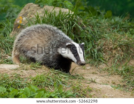 European Badger cub