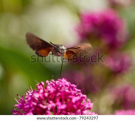 Hummingbird Hawk-moth head on