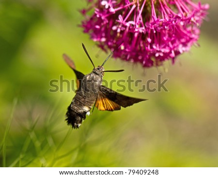 Hummingbird Hawk-moth nectaring on Valerian