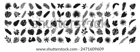 Black silhouettes of tropical palm leaves isolated on transparent background. Exotic plants leaves set