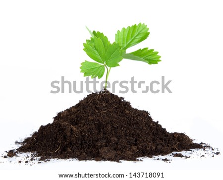 Heap dirt with a green plant on white background