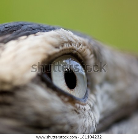 Close-up of a Bird eye